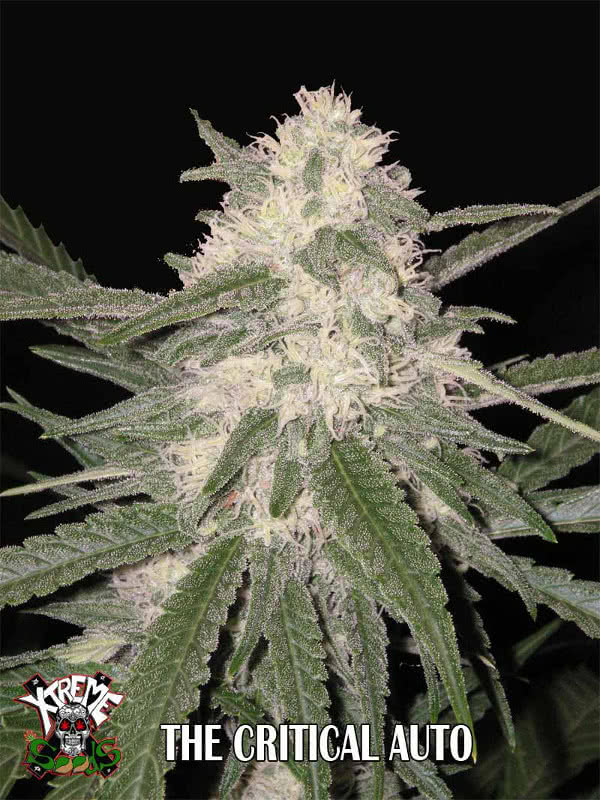 THE CRITICAL AUTO (5) 100%  XTREME SEEDS