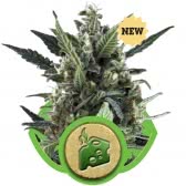 AUTO BLUE CHEESE (1) ROYAL QUEEN SEEDS