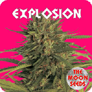 EXPLOSION  (1) 100% THE MOON SEEDS