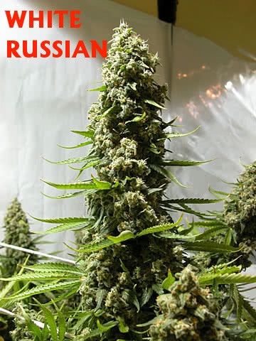 WHITE RUSSIAN (6) 100% SERIUS SEEDS