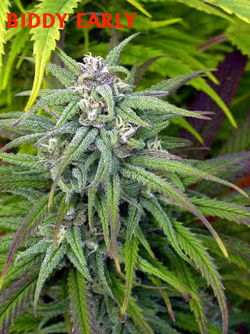 BIDDY EARLY (6) 100% SERIUS SEEDS