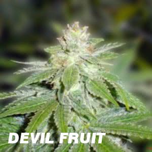 DEVIL FRUIT (10) 100% MEDICAL SEEDS