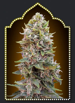 AUTO CHEESE BERRY (5) 100% 00 SEEDS