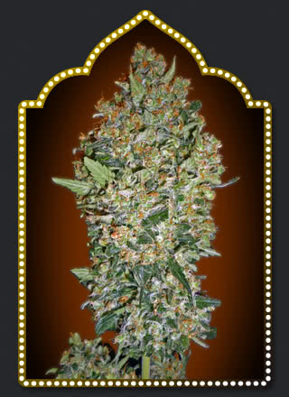 CHEESE BERRY (5) 100% 00 SEEDS