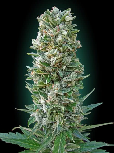 AUTO HEAVY BUD (BLISTER 10 IND) ADVANCED SEEDS