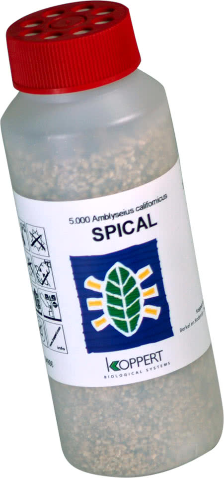 SPICAL 5000 (AMBLYSEIUS CALIFORNICUS)(ARAÑA ROJA)