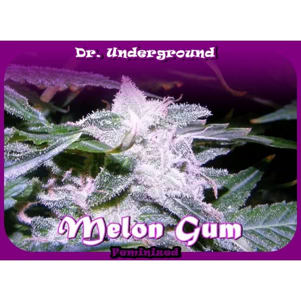 MELONG GUM (8) 100% DR UNDERGROUND