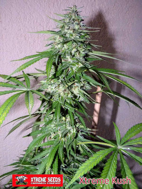 SOUTH MOUNTAIN GOLDEN (5) 100% XTREME SEEDS