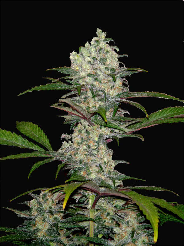 SOUTH MOUNTAIN CHEESE (3) 100%  XTREME SEEDS