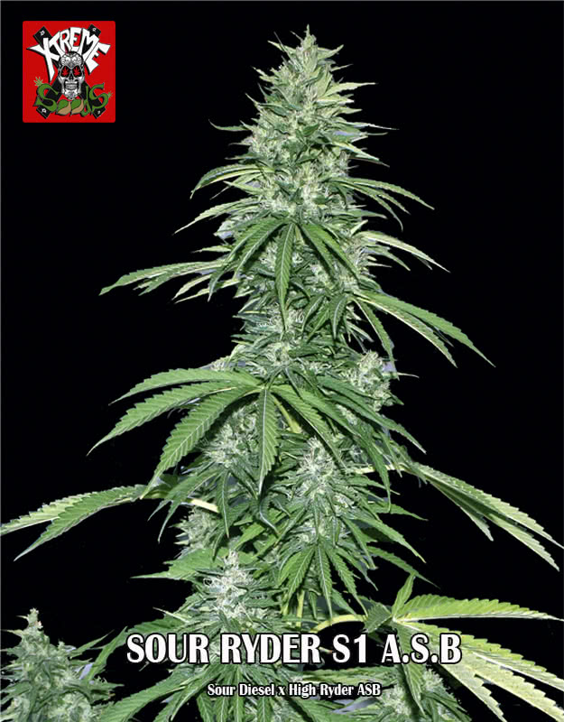 SOUR RYDER S1 ASB (5) 100%  XTREME SEEDS