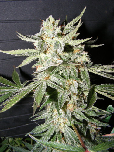 CONFIDENCIAL MEDICINE (1) 100% THE KUSH BROTHERS SEEDS
