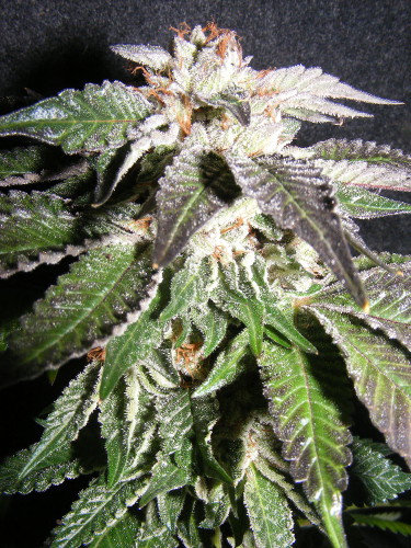 CONFIDENCIAL OG (10) 100% THE KUSH BROTHERS SEEDS