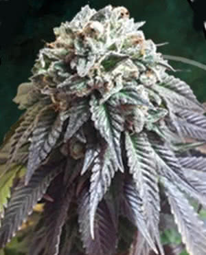 THE DARK SIDE (3) 100% THE KUSH BROTHERS SEEDS