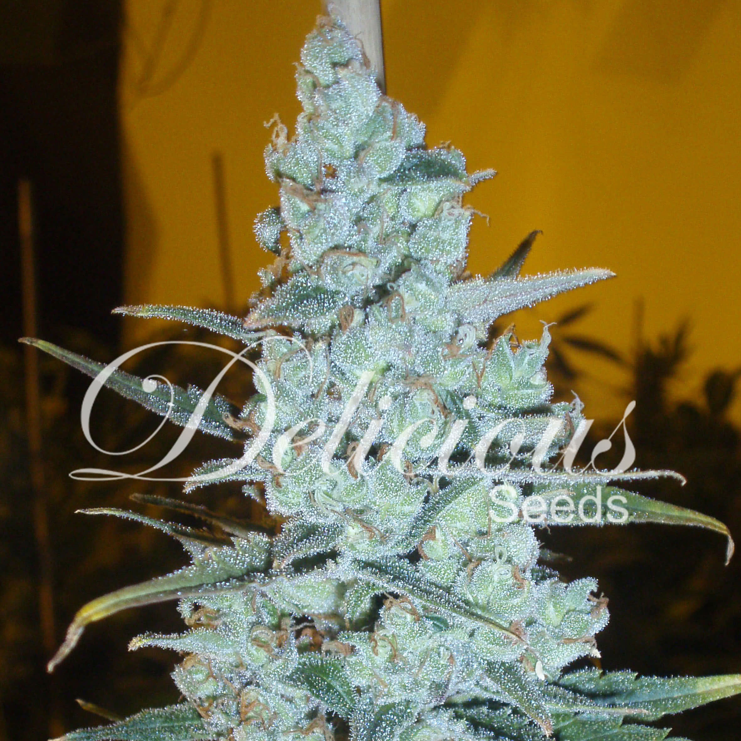 CRITICAL JACK HERER 100% (1) DELICIOUS