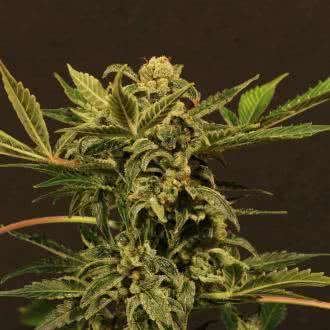 RUSSIAN AUTOMATIC (5) EXOTIC SEED