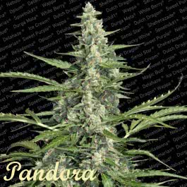 PANDORA (5) 100% PARADISE