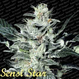 SENSI STAR (5) 100% PARADISE