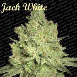 JACKY WHITE (3) 100% PARADISE