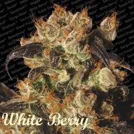 WHITE BERRY (5) 100% PARADISE