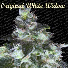 ORIGINAL WHITE WIDOW (3) 100% PARADISE