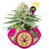 WHITE WIDOW (10) 100% ROYAL QUEEN SEEDS