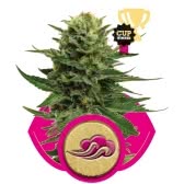 BLUE MISTIC (3) 100% ROYAL QUEEN SEEDS