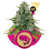 ROYAL MOBY (10) 100% ROYAL QUEEN SEEDS