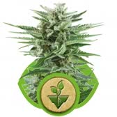 EASY BUD AUTOMATICA (5) ROYAL QUEEN SEEDS