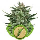QUICK ONE AUTOMATICA (5) ROYAL QUEEN SEEDS