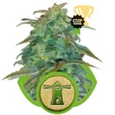 ROYAL HAZE AUTOMATIC (10) ROYAL QUEEN SEEDS