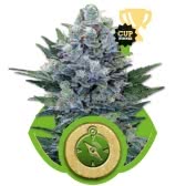 NORTHERN LIGHT AUTOMATIC (5) ROYAL QUEEN SEEDS