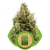ROYAL AK AUTOMATIC (3) ROYAL QUEEN SEEDS
