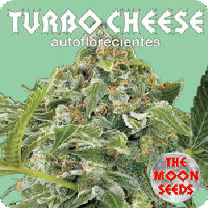 TURBO CHEESE AUTO (5) THE MOON SEEDS