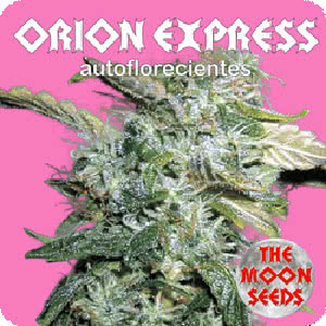 ORION EXPRESS AUTO (5) THE MOON SEEDS