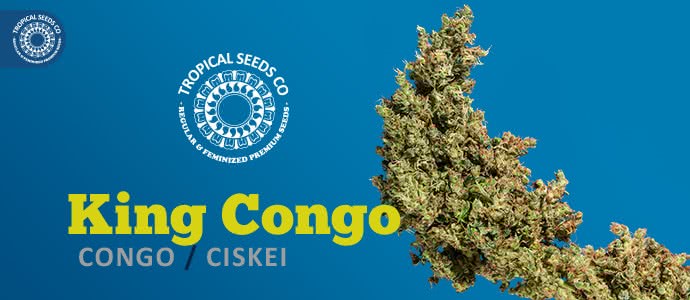 KING CONGO  (10) REGULAR TROPICAL SEEDS