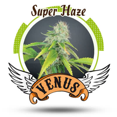 SUPER HAZE (3) 100% VENUS