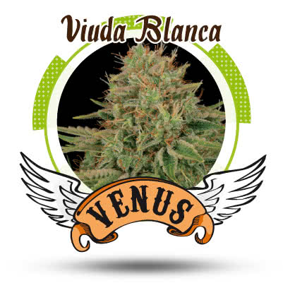 VIUDA BLANCA (5) 100% VENUS