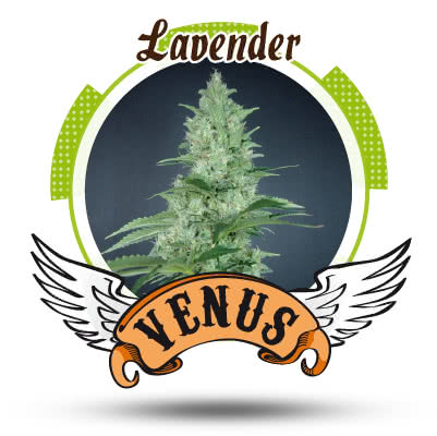 LAVENDER (5) 100% VENUS