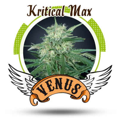 KRITICAL MAX (5) 100% VENUS