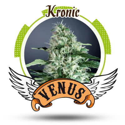 KRONIC (10) 100% VENUS
