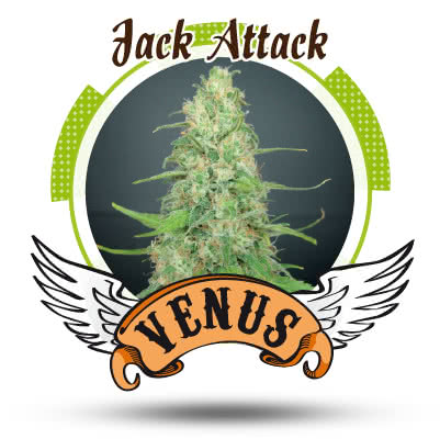 JACK ATTACK (10) 100% VENUS