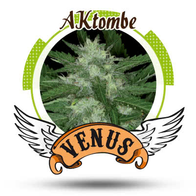 AKTOMBE (5) 100% VENUS