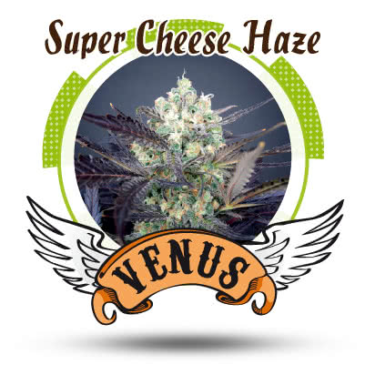 SUPER CHEESE HAZE (5) 100% VENUS