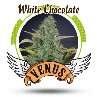 WHITE CHOCOLATE (3) 100% VENUS