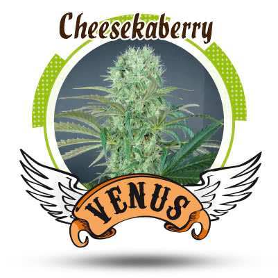 CHEESKABERRY (3) 100% VENUS