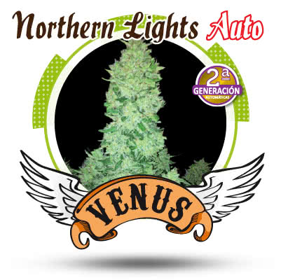 NORTHERN LIGHTS AUTO (3) 100% VENUS