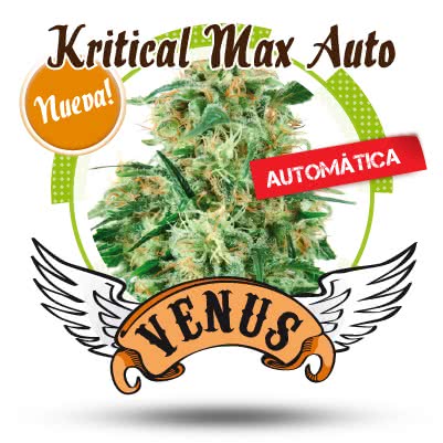 KRITICAL MAX AUTO (1) 100% VENUS