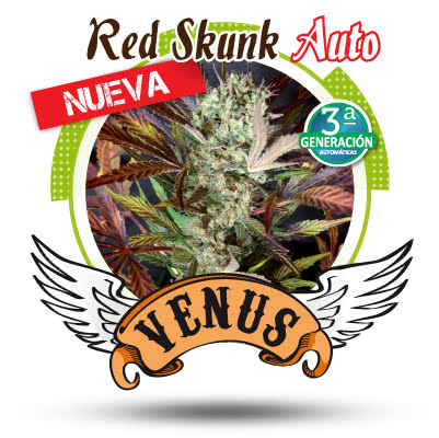 RED SKUNK AUTO (5) 100% VENUS