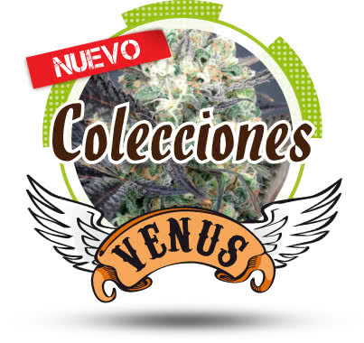 COLECCION 2 VENUS
