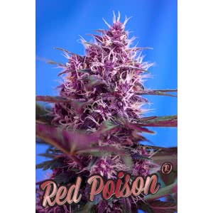 AUTO RED POISON (5) SWEET SEEDS